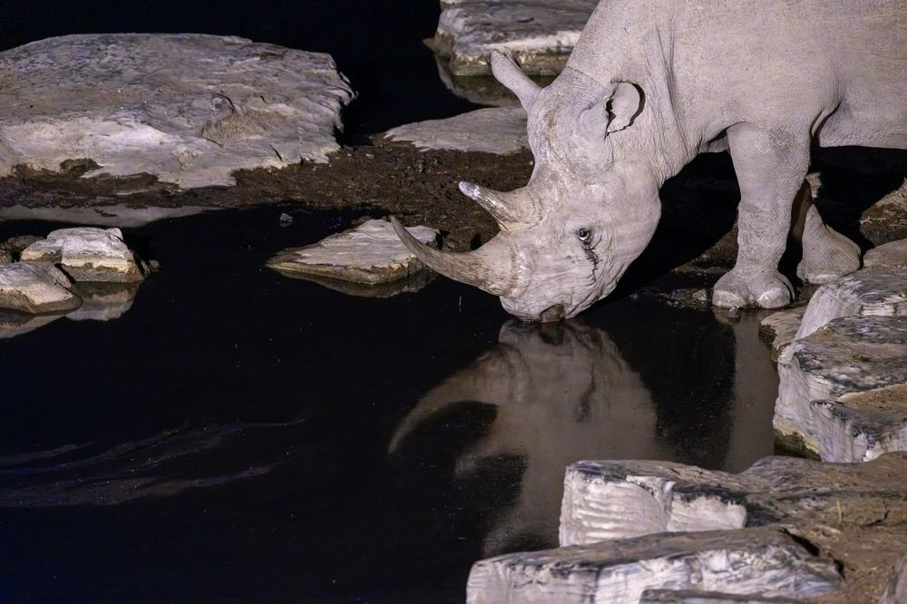 Nashorn am Wasserloch bei Nacht