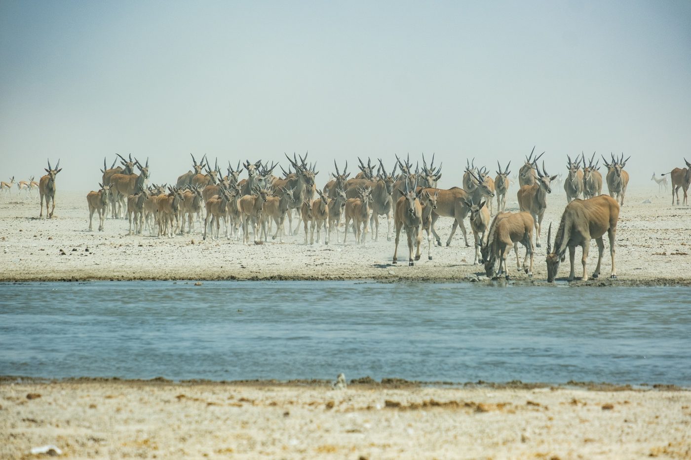 Elandantilopen am Wasserloch in Etosha