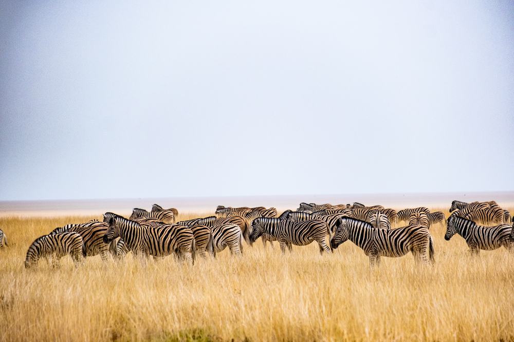 Zebraherde in Etosha