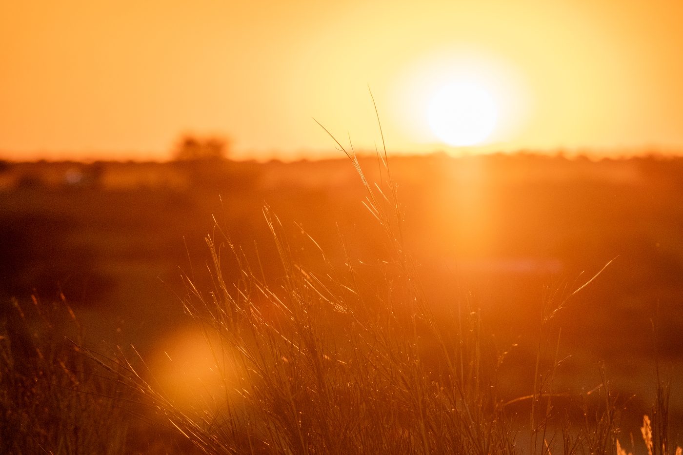 Abendlicht über der Kalahari