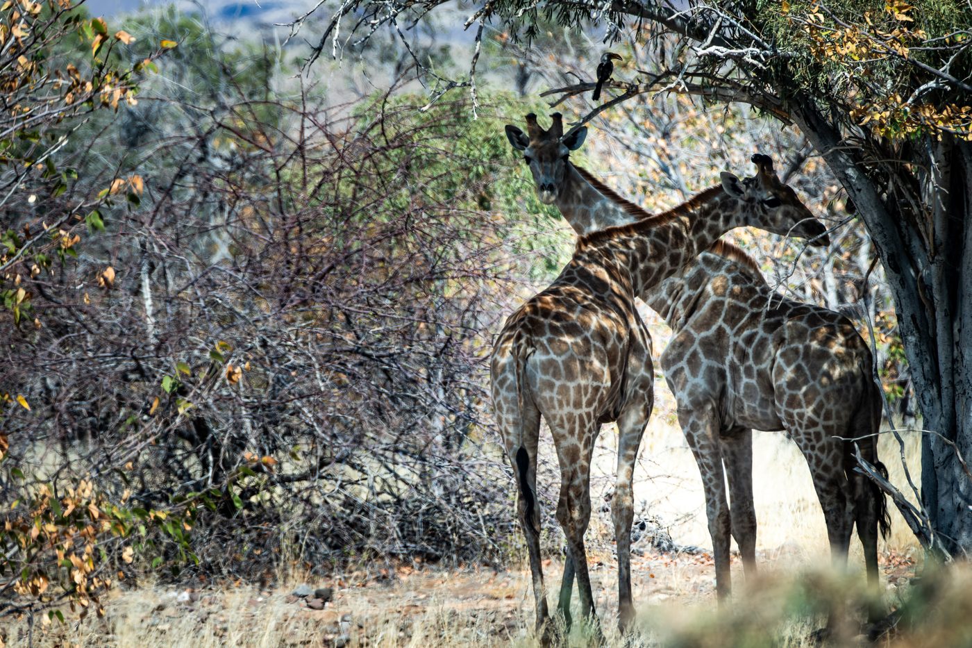 Giraffen auf einer Lichtung im Kaokoveld