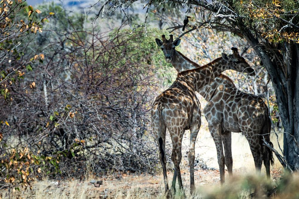 Giraffen im Kaokoveld