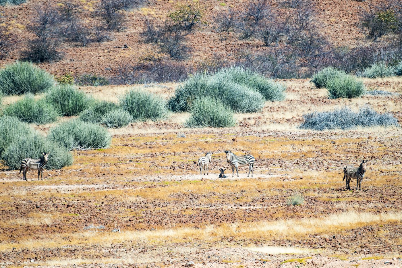 Grünes Tal im Kaokoveld
